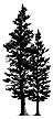 077C Spruce Tree