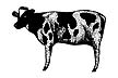 154B Cow