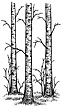 312I Birch Trees